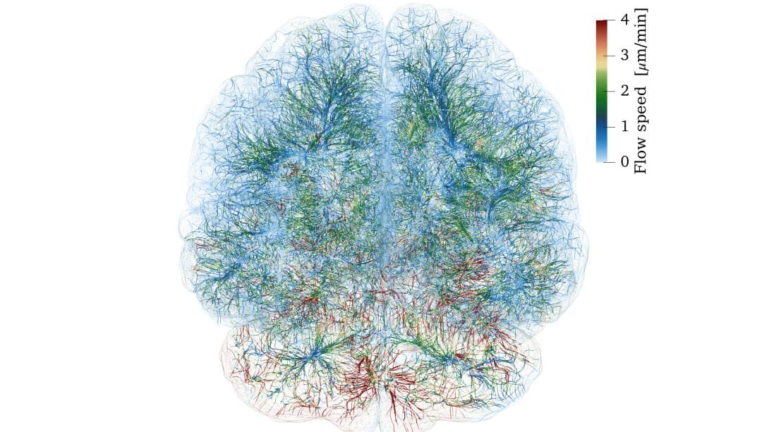 Figure illustrating "brain transport streamlines generated from inverse modelling of brain clearance".