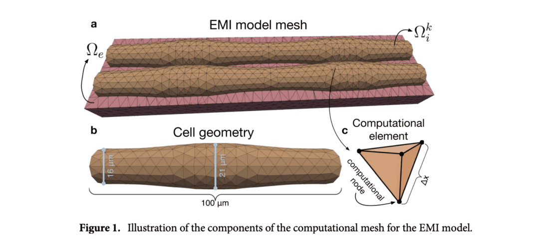 Figure illustrates the components of the computational mesh for EMI model